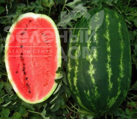 Насіння кавуна Карнаката F1 / Karnakata F1,70 - 80 днів купити оптом і в роздріб в Україні за вигідною ціною