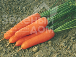 Насіння моркви Ступицька / Stupicka, 93-98 днів купити оптом і в роздріб в Україні за вигідною ціною