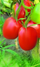 Семена томатов Новинка Приднестровья / Novinka Prydnestrovia купить оптом и в розницу в Украине по выгодной цене