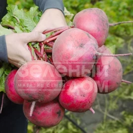 Семена редьки КС 2078 F1 / KS 2078 F1,20-25 дней купить оптом и в розницу в Украине по выгодной цене