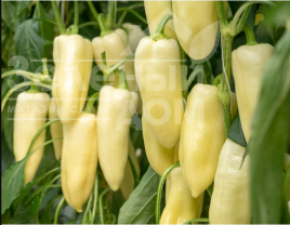Насіння солодкого перцю Бравія F1 / Bravia F1 купити оптом і в роздріб в Україні за вигідною ціною