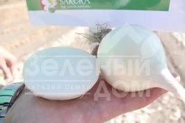Лук репчатый Бело Бланко F1 / Belo Blanko F1,110-120 дней купить оптом и в розницу в Украине по выгодной цене
