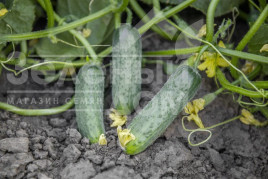 Насіння огірків Пролікс F1 / Proliks F1,40-42 дні купити оптом і в роздріб в Україні за вигідною ціною