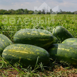 Насіння кавуна Юммі F1 / Yummi F1,68-70 днів купити оптом і в роздріб в Україні за вигідною ціною