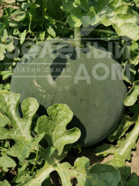 Насіння кавуна Блекі (INX 1748) F1 / Blacky (INX 1748) F1,62-63 дні купити оптом і в роздріб в Україні за вигідною ціною