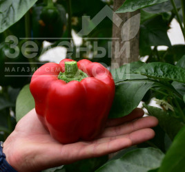 Насіння солодкого перцю Феліпе F1 / Felipe F1,80-85 днів купити оптом і в роздріб в Україні за вигідною ціною