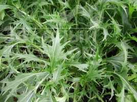 Семена салата Мизуна зеленая / Mizuno green купить оптом и в розницу в Украине по выгодной цене