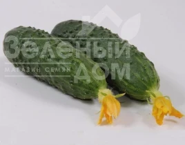 Насіння огірків Марінда F1 / Marinda F1,40-45 днів купити оптом і в роздріб в Україні за вигідною ціною