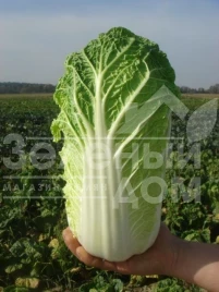 Семена капусты пекинской Витимо F1 / Vitimo F1,50-65 дней купить оптом и в розницу в Украине по выгодной цене