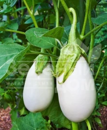 Семена баклажана Каролина F1 / Karolina F1,100-120 дней купить оптом и в розницу в Украине по выгодной цене