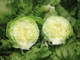 Семена салата Энсамбл / Ensamble купить оптом и в розницу в Украине по выгодной цене