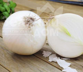 Цибуля ріпчаста Вайт Меджик F1 / White Magic F1,115 днів купити оптом і в роздріб в Україні за вигідною ціною