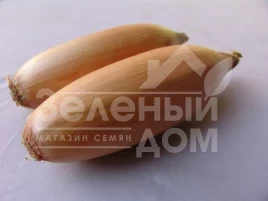 Лук репчатый Тоска / Tosca,130-135 дней купить оптом и в розницу в Украине по выгодной цене