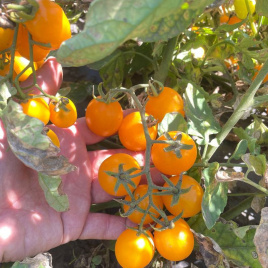 Насіння томатів Реджіум F1 / Redzhium F1, 65-70 днів купити оптом і в роздріб в Україні за вигідною ціною