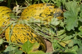 Семена дыни Ариана F1 / Ariana F1, 68-72 дней купить оптом и в розницу в Украине по выгодной цене