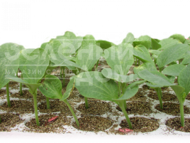 Насіння підщепи Тітан F1 / Titan F1,50-55 днів купити оптом і в роздріб в Україні за вигідною ціною