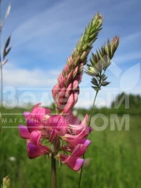 Сидераты Эспарцет / Espartset купить оптом и в розницу в Украине по выгодной цене