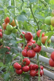 Семена томатов Пинк Шайн F1 / Pink Shine F1,110-120 дней купить оптом и в розницу в Украине по выгодной цене