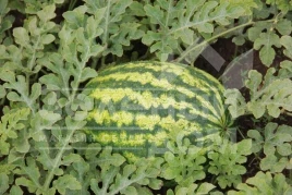 Семена арбуза ЛС 1810 F1 / LS 1810 F1  купить оптом и в розницу в Украине по выгодной цене