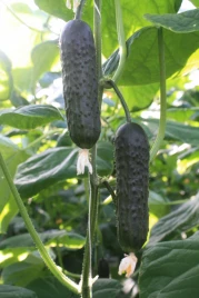 Семена огурцов ТС 17-0311 F1 / TS 17-0311 F1 купить оптом и в розницу в Украине по выгодной цене