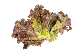 Семена салата Орбитал / Orbital купить оптом и в розницу в Украине по выгодной цене