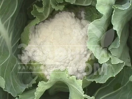 Семена капусты цветной Бета / Beta,58-63 дня купить оптом и в розницу в Украине по выгодной цене