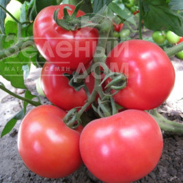 Насіння томатів Кітару F1(KS 14 F1) / Kitaru F1(KS 14 F1),105-115 днів купити оптом і в роздріб в Україні за вигідною ціною