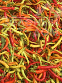 Насіння гіркого перцю Спіраль F1 / Spiral F1 купити оптом і в роздріб в Україні за вигідною ціною