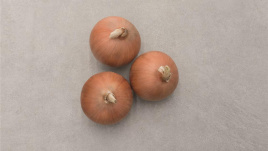 Цибуля ріпчаста Стінгрей F1 / Stingrey F1,110 днів купити оптом і в роздріб в Україні за вигідною ціною