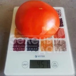 Семена томатов Монк (INX 3025) F1 / Monk (INX 3025) F1,120 дней купить оптом и в розницу в Украине по выгодной цене