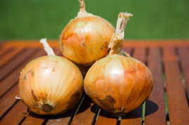 Цибуля ріпчаста Вольф F1 / Wolf F1,260-280 днів купити оптом і в роздріб в Україні за вигідною ціною