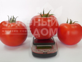 Насіння томатів Акела F1 / Akela F1,60-65 днів купити оптом і в роздріб в Україні за вигідною ціною