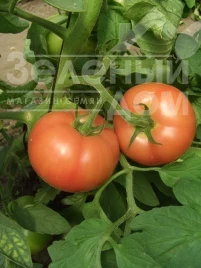 Семена томатов Загадка розовая / Zagadka rozovaya, 80-85 дней купить оптом и в розницу в Украине по выгодной цене