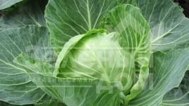 Семена капусты белокочанной Павло F1 / Pavlo F1,125 дней купить оптом и в розницу в Украине по выгодной цене