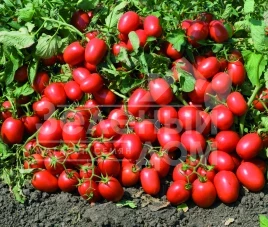 Семена томатов Адванс F1 / Advans F1,110-120 дней купить оптом и в розницу в Украине по выгодной цене