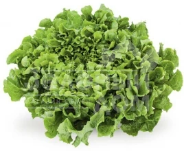 Семена салата Анконі / Anconi купить оптом и в розницу в Украине по выгодной цене
