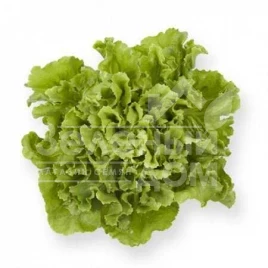 Семена салата Сейшел / Seychel купить оптом и в розницу в Украине по выгодной цене