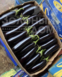 Насіння баклажанів Казимір F1 / Casimir F1,55-60 дней купити оптом і в роздріб в Україні за вигідною ціною