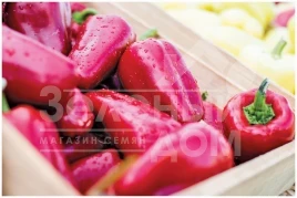 Семена сладкого перца Любовь F1 / Lubov F1,70-75 дней купить оптом и в розницу в Украине по выгодной цене