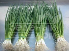 Лук на перо Кай / Kaj,65-70 дней купить оптом и в розницу в Украине по выгодной цене