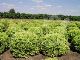 Семена салата Оникс F1 / Onyx F1,65-70 дней купить оптом и в розницу в Украине по выгодной цене