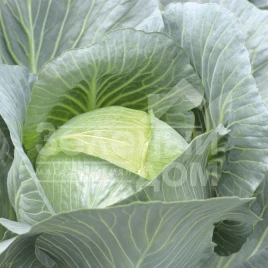 Семена капусты белокочанной Эмпаер F1 / Empire F1,90 дней купить оптом и в розницу в Украине по выгодной цене