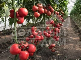 Семена томатов Динеро 082 F1 / Dinero 082 F1 купить оптом и в розницу в Украине по выгодной цене