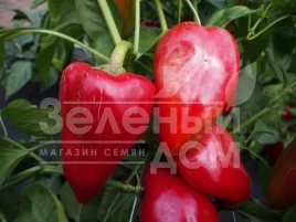 Семена сладкого перца Сандра / Sandra купить оптом и в розницу в Украине по выгодной цене