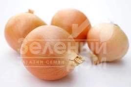 Лук репчатый Титаниум / Titanium,115 дней купить оптом и в розницу в Украине по выгодной цене
