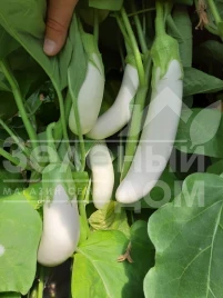 Семена баклажана Моби Дик F1 / Moby Dik F1, 65-70 дней купить оптом и в розницу в Украине по выгодной цене