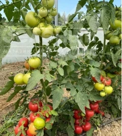 Семена томатов Бурпинк F1 / Burpink F1 купить оптом и в розницу в Украине по выгодной цене