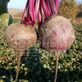 Семена свеклы Детройт / Detroyt,110 дней купить оптом и в розницу в Украине по выгодной цене