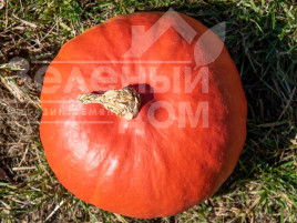 Насіння гарбуза Кенжі Курі F1 / Kenji Kuri F1 купити оптом і в роздріб в Україні за вигідною ціною