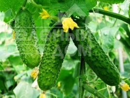 Семена огурцов Анника F1 / Annika F1 купить оптом и в розницу в Украине по выгодной цене